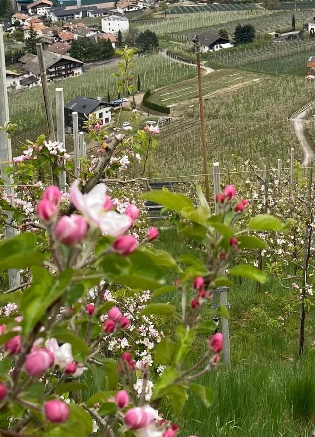 Weingut Bachguetl Lejlighed Cermes Eksteriør billede